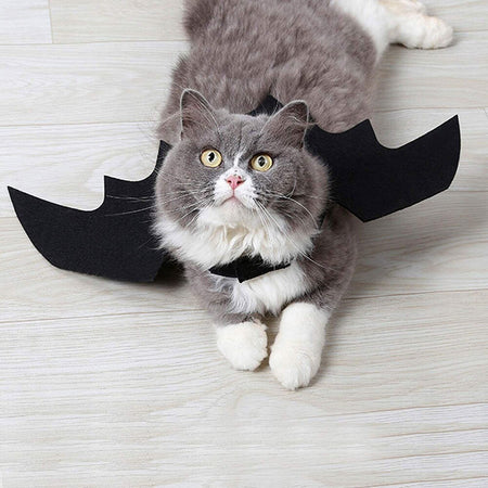 Halloween süße Haustierkleidung schwarze Fledermaus